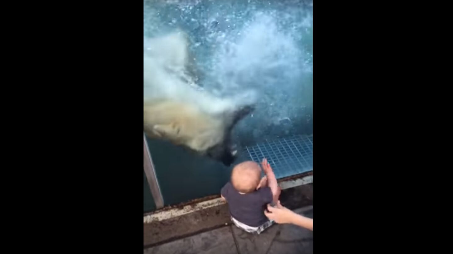 Oso polar