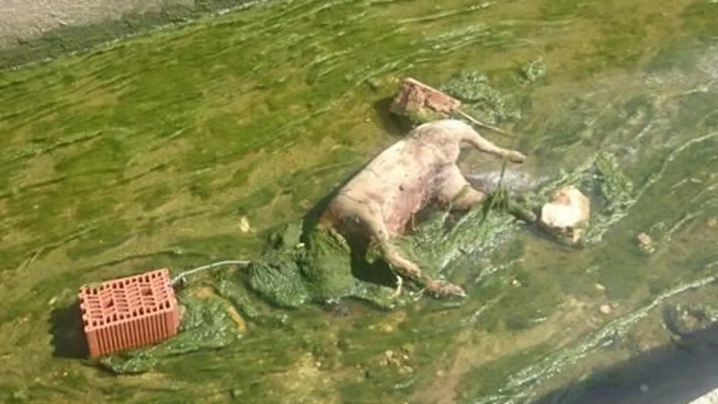 Imagen de cómo fue encontrado el perro en Valencia Imagen de cómo fue encontrado el perro en Valencia