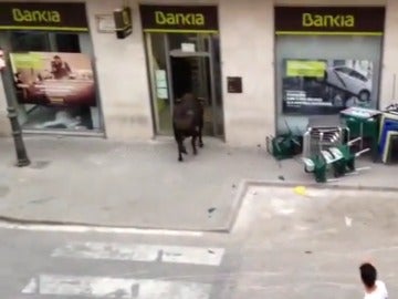 Un toro se cuela en una oficina de Bankia Un toro se cuela en una oficina de Bankia
