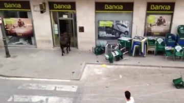 Un toro se cuela en una oficina de Bankia