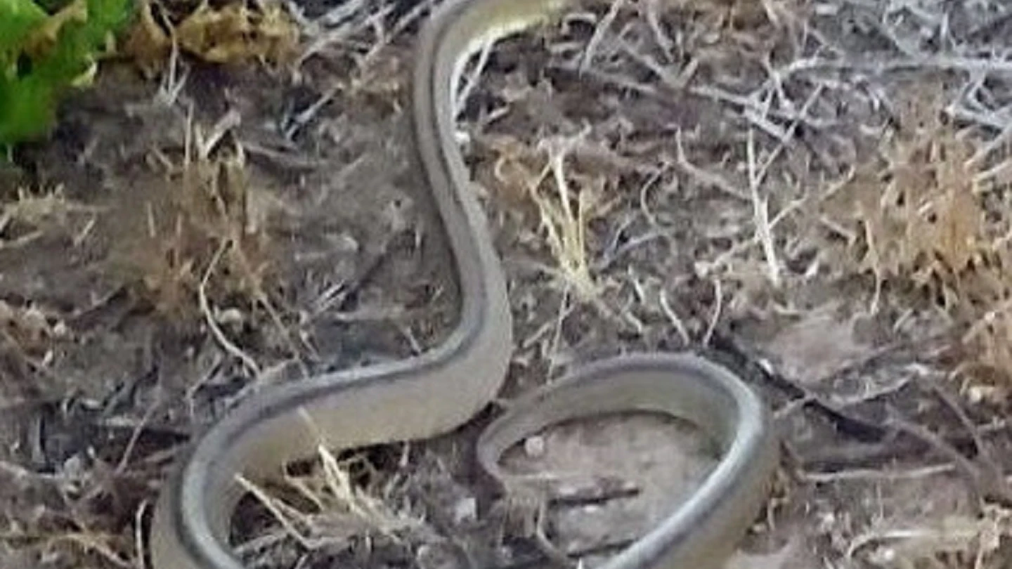 La serpiente capturada. La serpiente capturada.