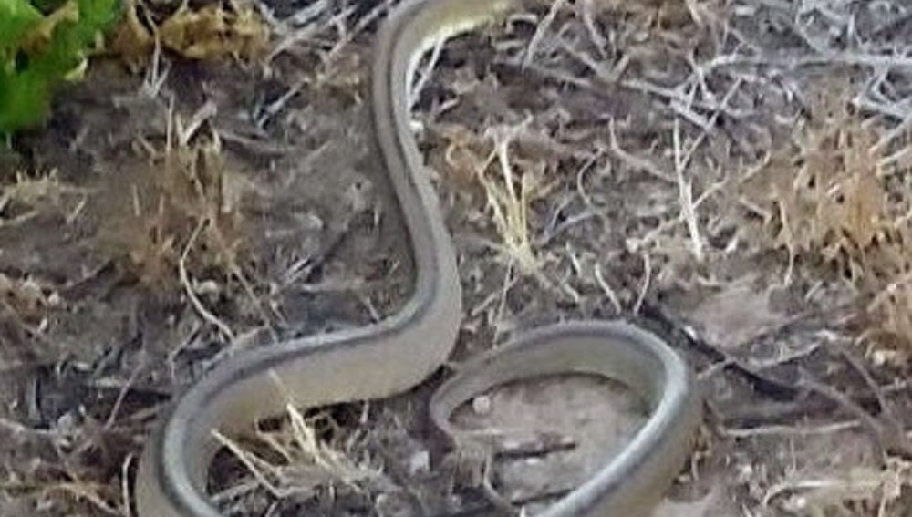 La serpiente capturada.