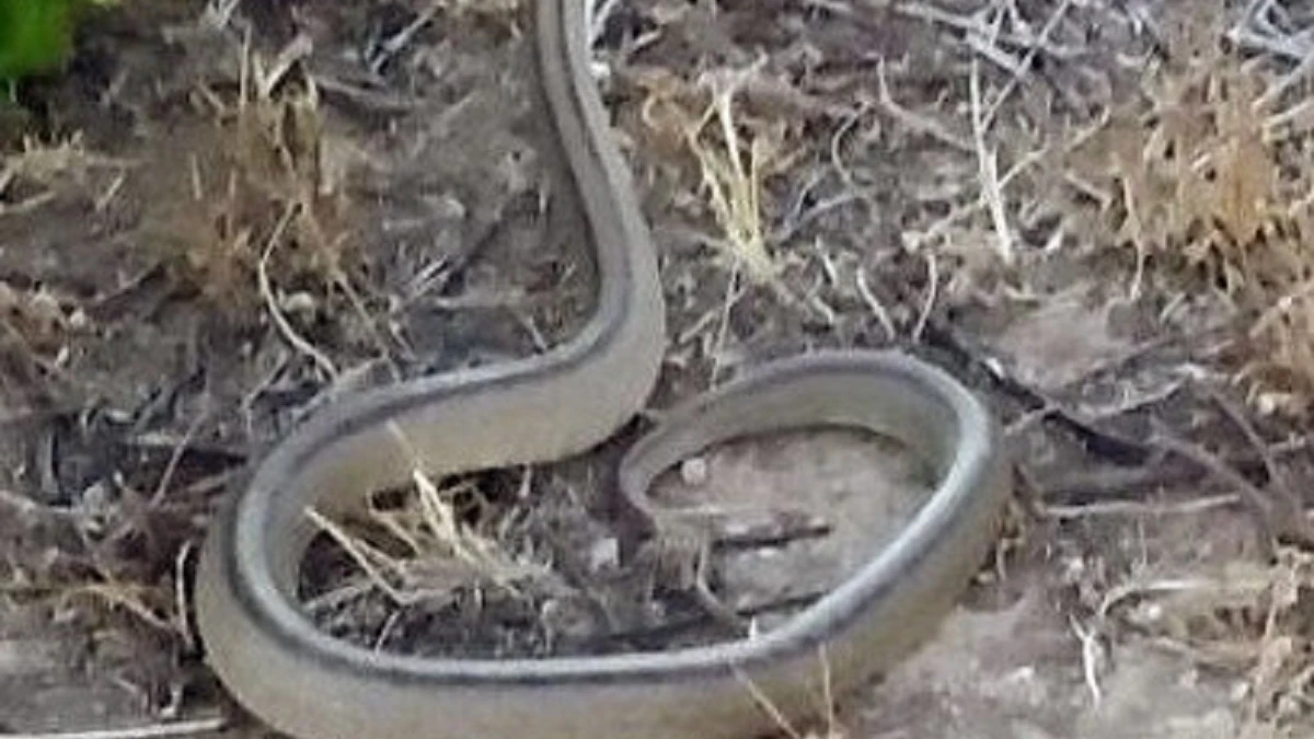 La serpiente capturada.