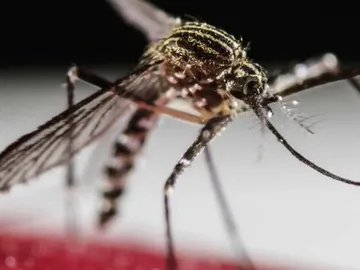 Mosquito Mosquito