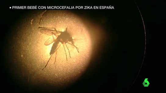 Frame 7.027771 de: zika Frame 7.027771 de: zika