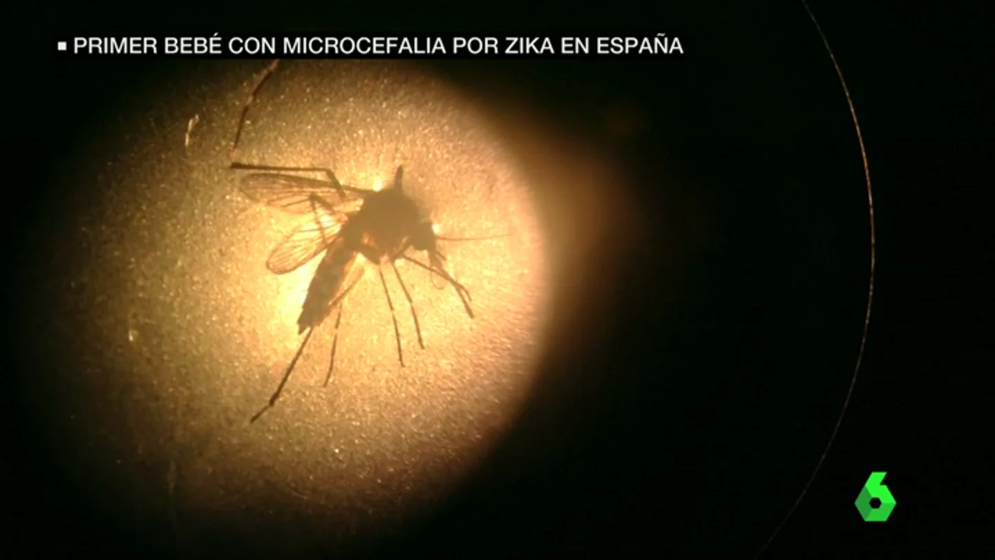 Frame 7.027771 de: zika Frame 7.027771 de: zika
