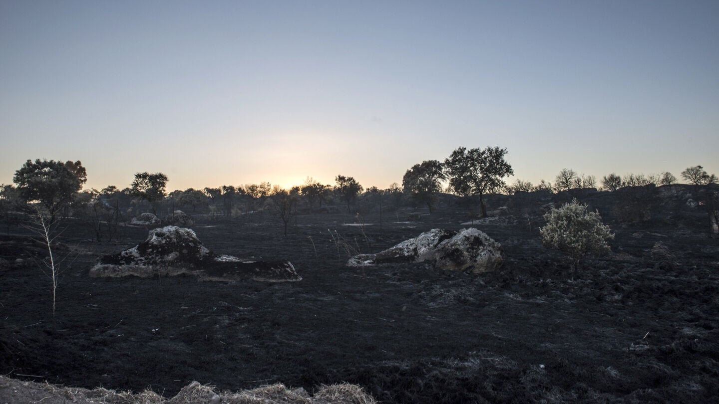 Estado de los pastos del incendio que el viernes se declar&oacute; en una zona cercana a la partida El Galindo, en C&aacute;ceres