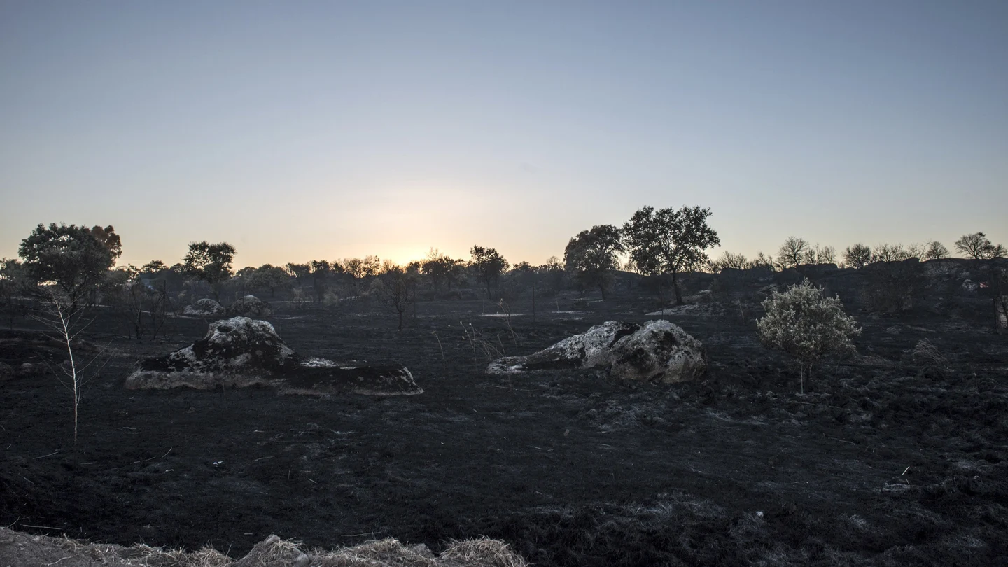 Estado de los pastos del incendio que el viernes se declaró en una zona cercana a la partida El Galindo, en Cáceres Estado de los pastos del incendio que el viernes se declaró en una zona cercana a la partida El Galindo, en Cáceres