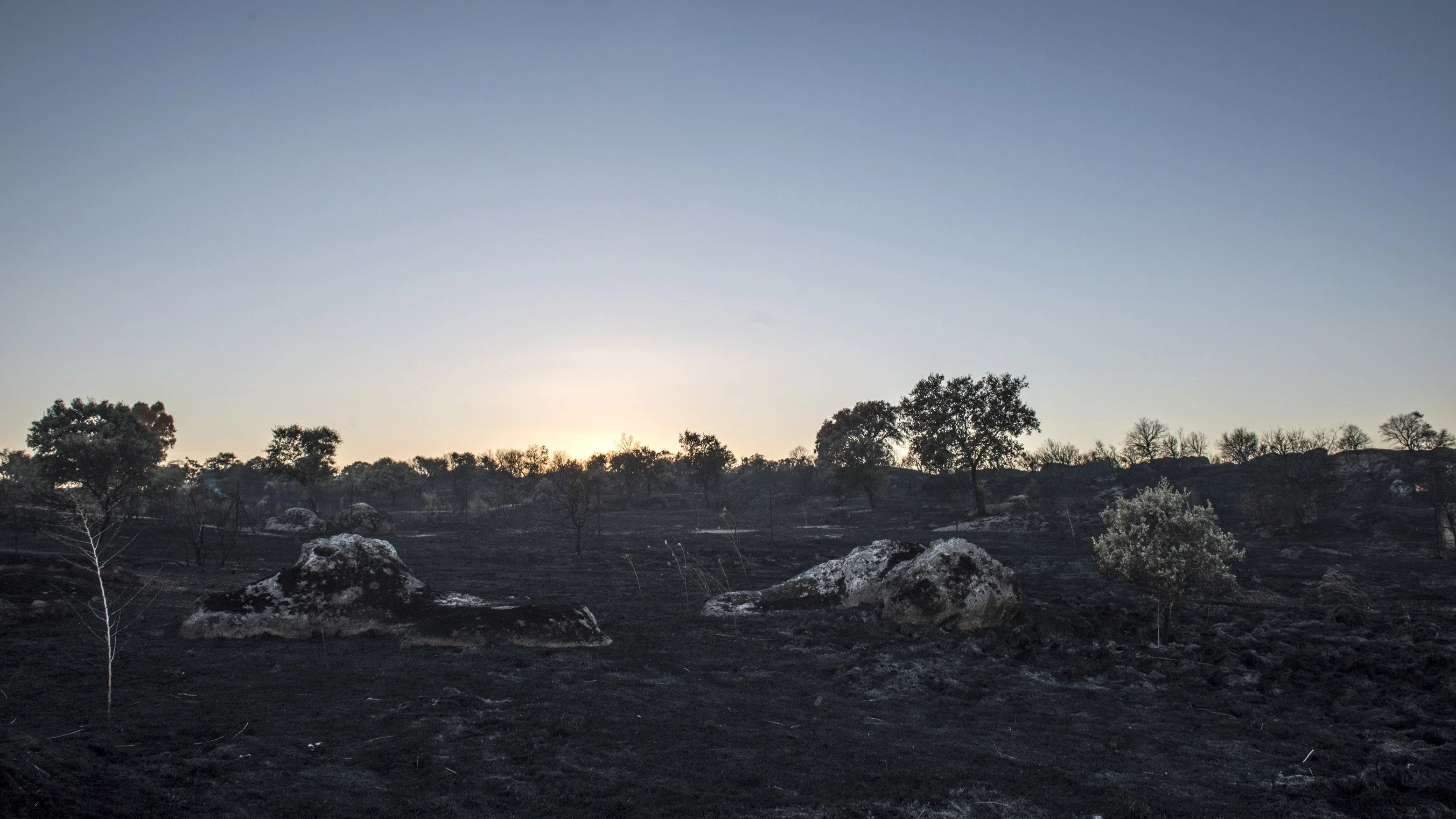 Estado de los pastos del incendio que el viernes se declaró en una zona cercana a la partida El Galindo, en Cáceres