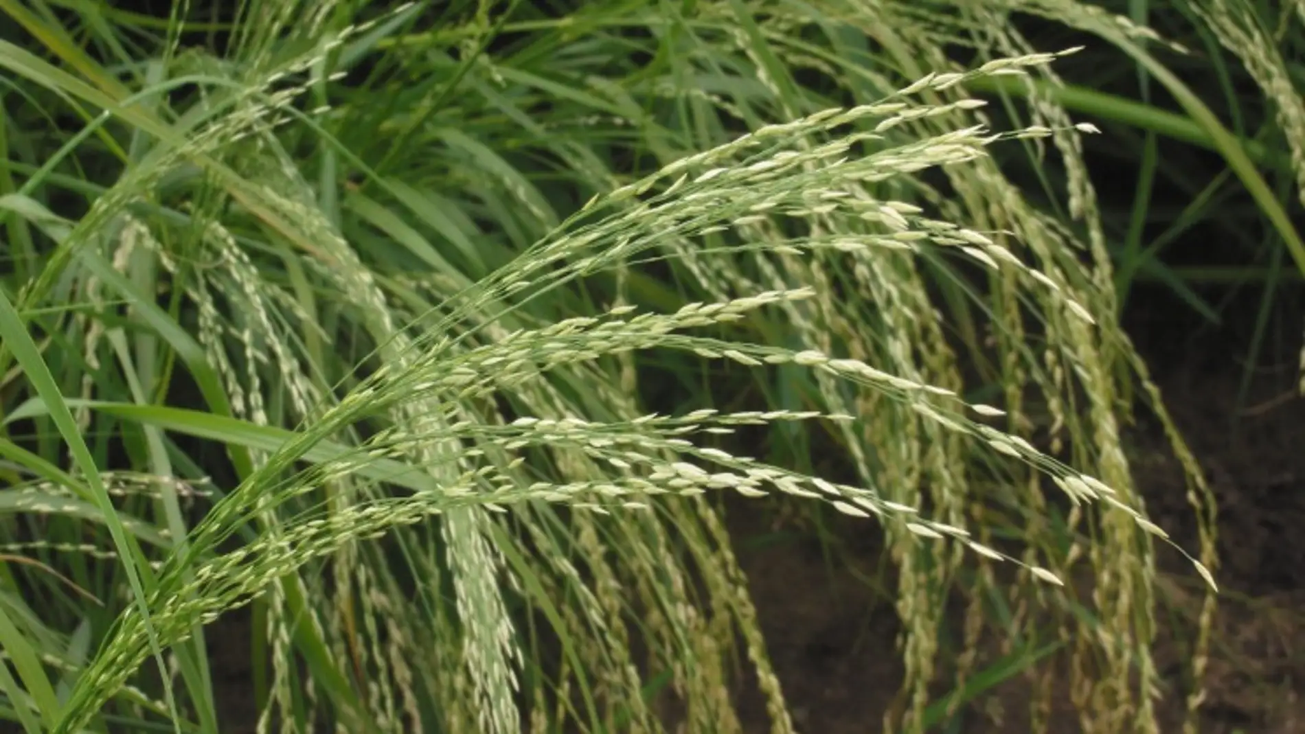 Planta de teff. Fuente: Wikipedia.