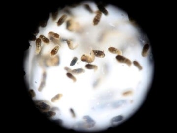 zika zika