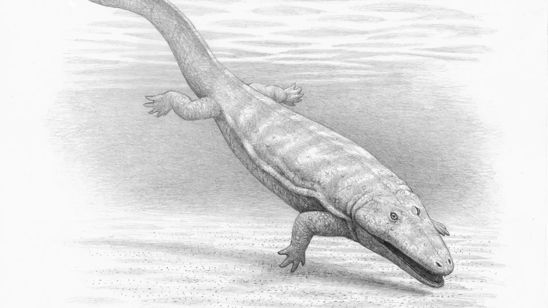 Calmasuchus acri