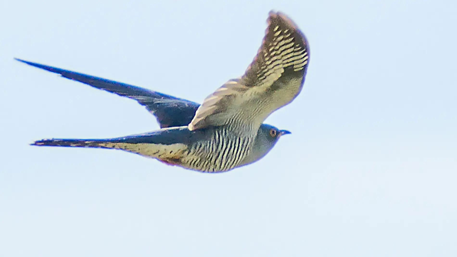 Cuco en vuelo adulto, 'Cuculus canorus'.