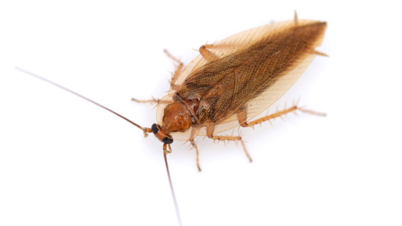 ¿Beberías leche de cucaracha? Los científicos dicen que es la alimentación del futuro