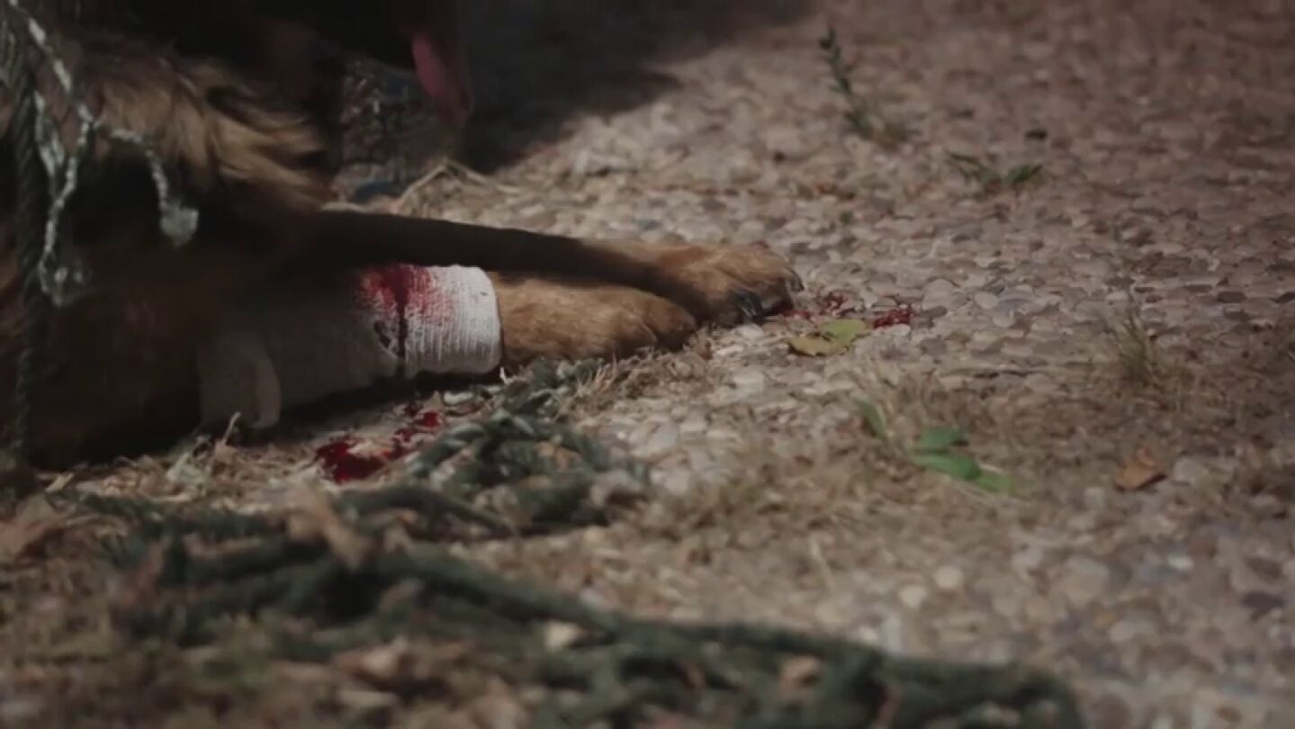 Frame 5.482127 de: #YoS&iacute;PuedoContarlo, la nueva campa&ntilde;a de la Guardia Civil con famosos que rechazan el maltrato animal