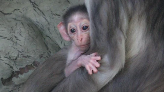 La cria de mangabey gris de coronilla blanca La cria de mangabey gris de coronilla blanca