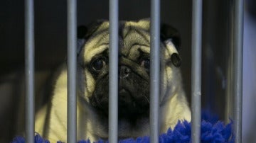 Un perro en una jaula