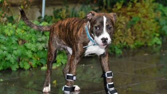 Bentley encuentra una familia que le querrá pese a su deformación en las patas Bentley encuentra una familia que le querrá pese a su deformación en las patas