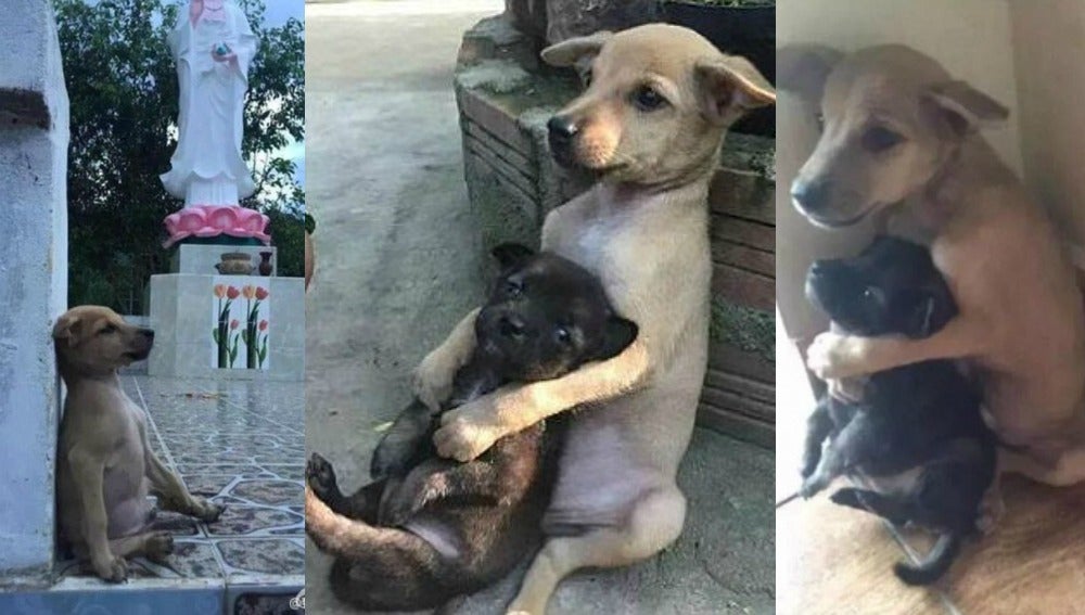 Dos cachorros abandonados se abrazan