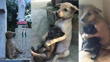Dos cachorros abandonados se abrazan