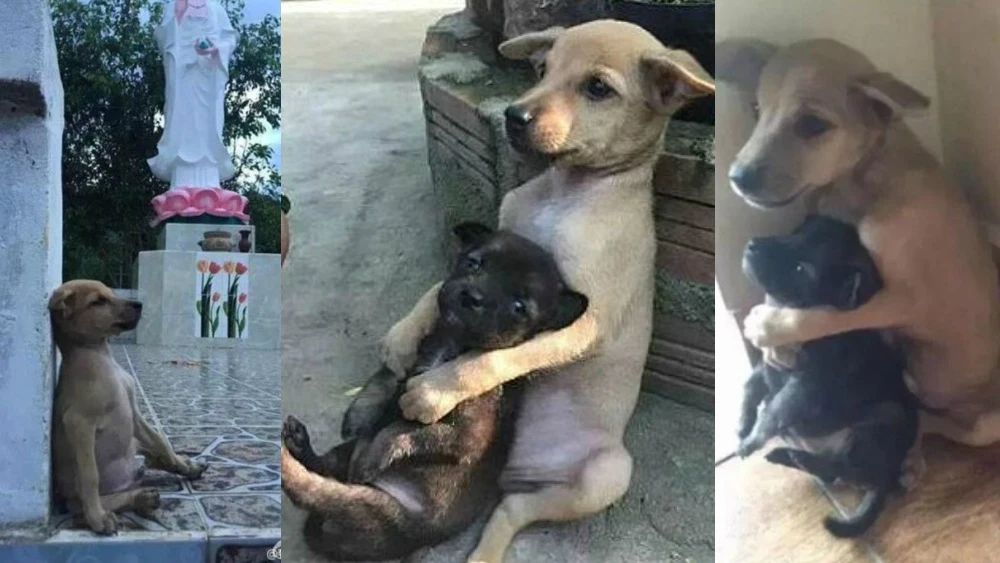 Dos cachorros abandonados se abrazan