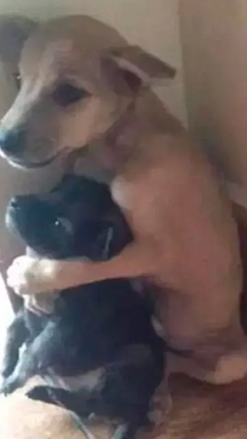 Miles de usuarios se han sumado contra el abandono animal Miles de usuarios se han sumado contra el abandono animal