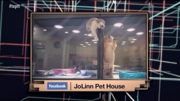 JoLinn Pet House