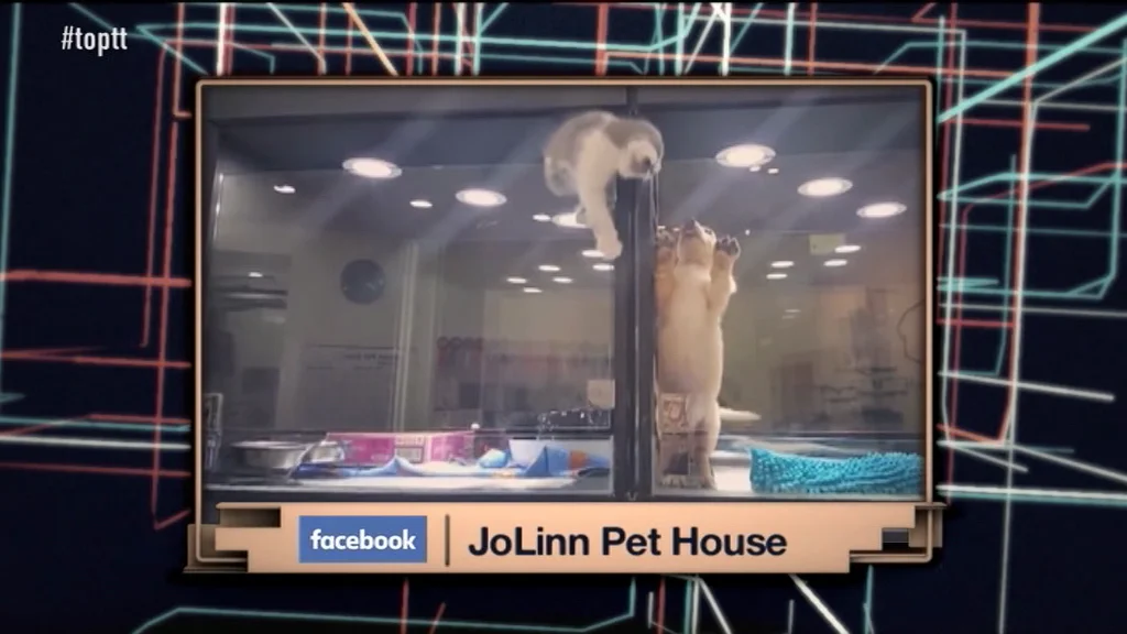 JoLinn Pet House