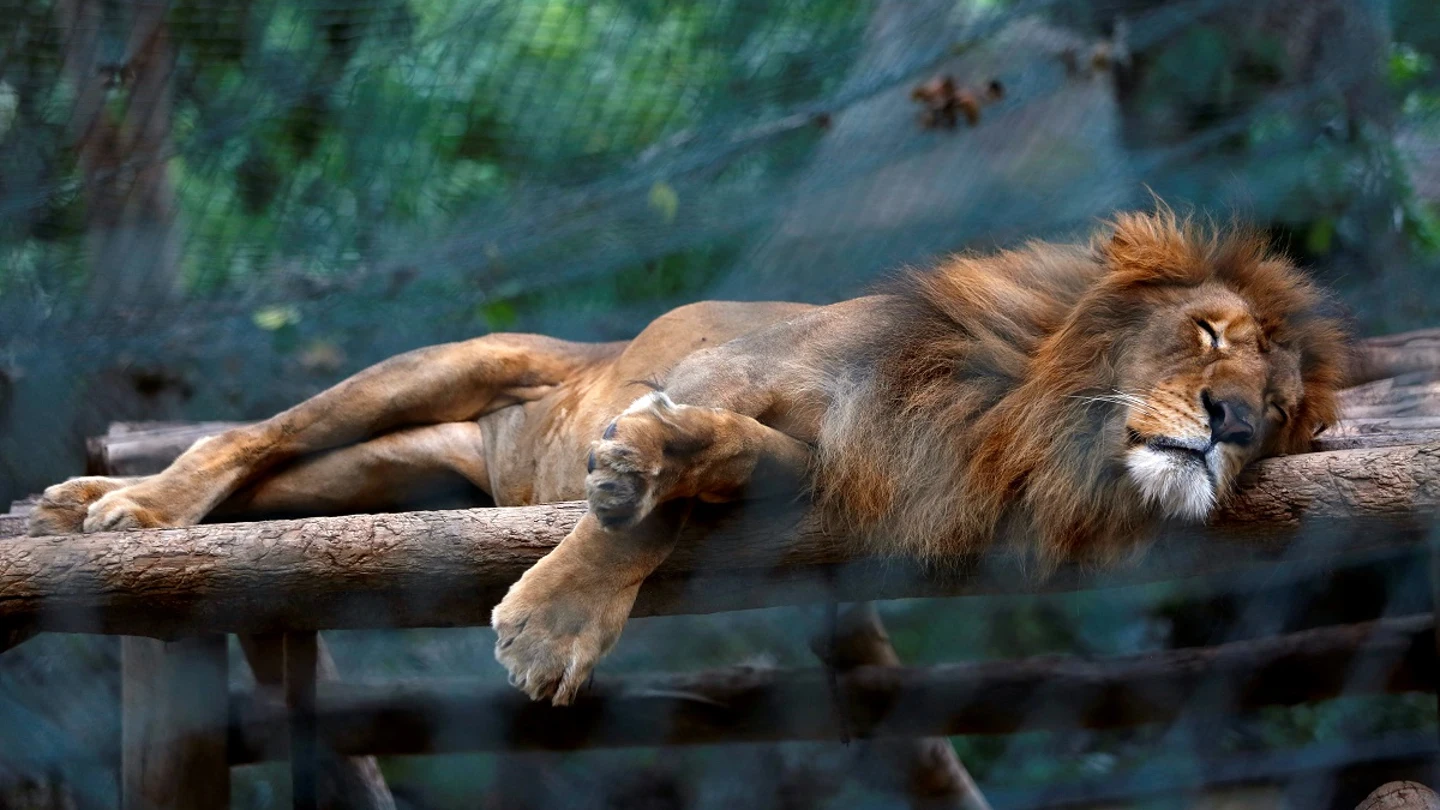 Un león durmiendo en el zoo de Caricuao Un león durmiendo en el zoo de Caricuao