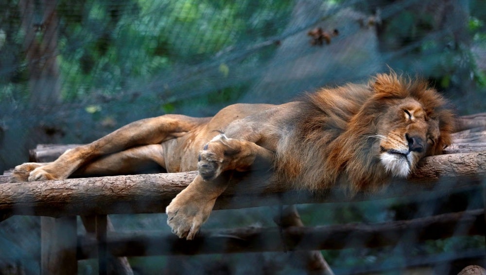 Un león durmiendo en el zoo de Caricuao