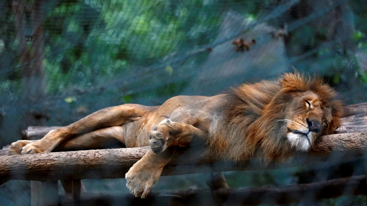 Un león durmiendo en el zoo de Caricuao