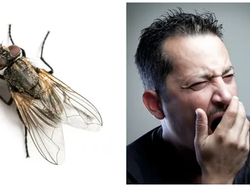 La respuesta de porque nos gusta hacer la siesta la tienen las moscas La respuesta de porque nos gusta hacer la siesta la tienen las moscas