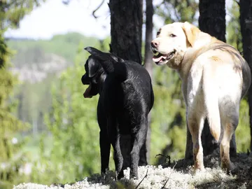 Una mirada perruna Una mirada perruna