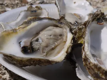 ¿Te dan repelús las ostras? ¿Te dan repelús las ostras?