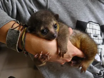 kinkajou kinkajou