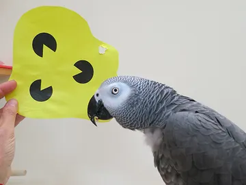 Griffin, el loro Griffin, el loro