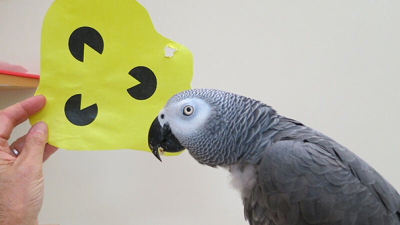 El cerebro de los loros inspira a la inteligencia artificial