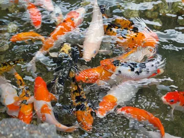 Carpas Koi Carpas Koi