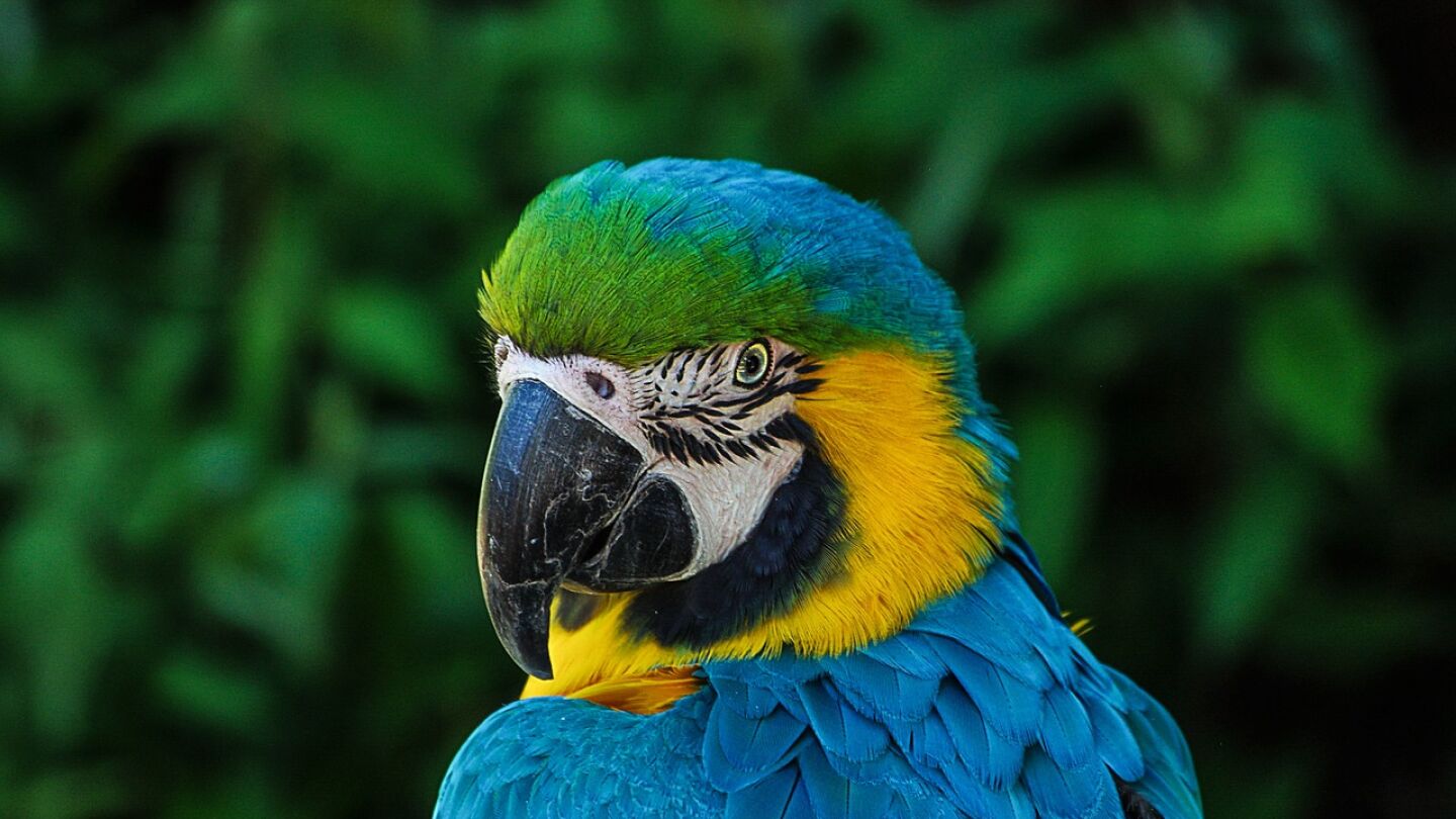 Loro | Archivo