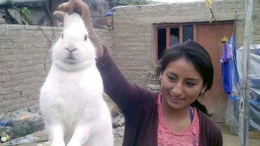 'Pinpon' el conejito adicto a la marihuana junto a su dueña. 'Pinpon' el conejito adicto a la marihuana junto a su dueña.