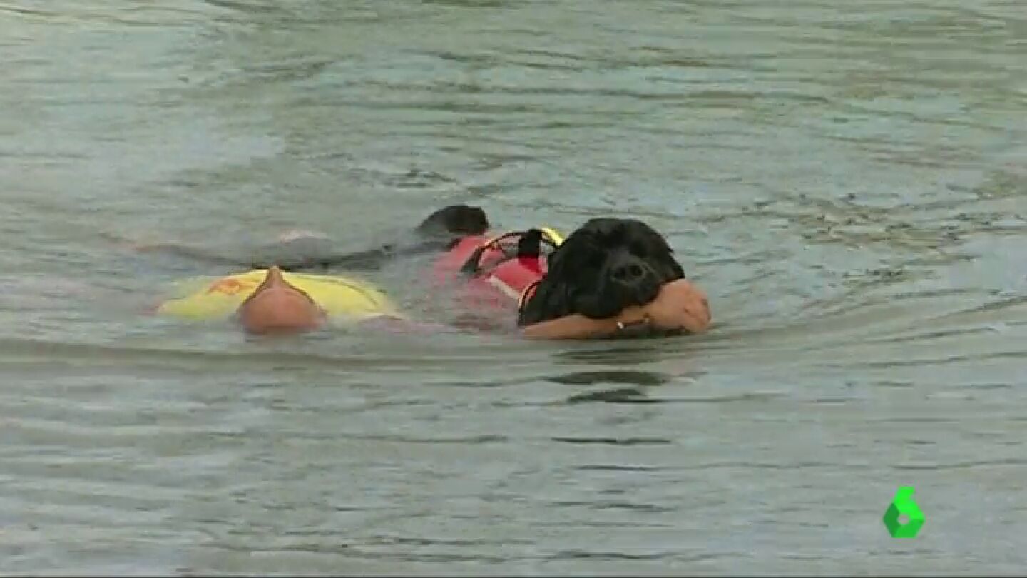 Frame 24.900261 de: Los perros de salvamento pueden arrastrar a dos personas a la vez
