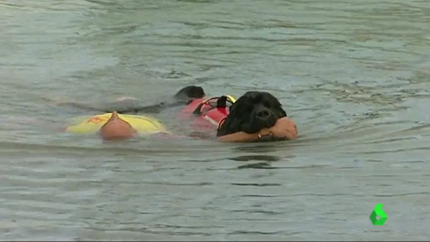 Frame 24.900261 de: Los perros de salvamento pueden arrastrar a dos personas a la vez Frame 24.900261 de: Los perros de salvamento pueden arrastrar a dos personas a la vez