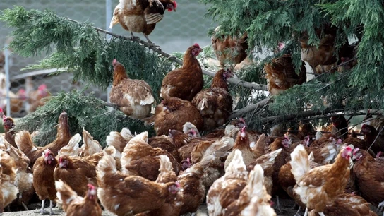 Imagen de archivo de unas gallinas en una granja Imagen de archivo de unas gallinas en una granja