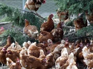 Imagen de archivo de unas gallinas en una granja Imagen de archivo de unas gallinas en una granja