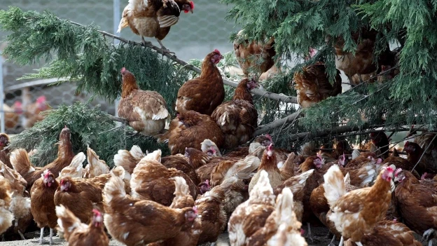 Imagen de archivo de unas gallinas en una granja