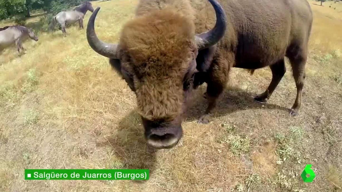 Animal de safari prehist&oacute;rico