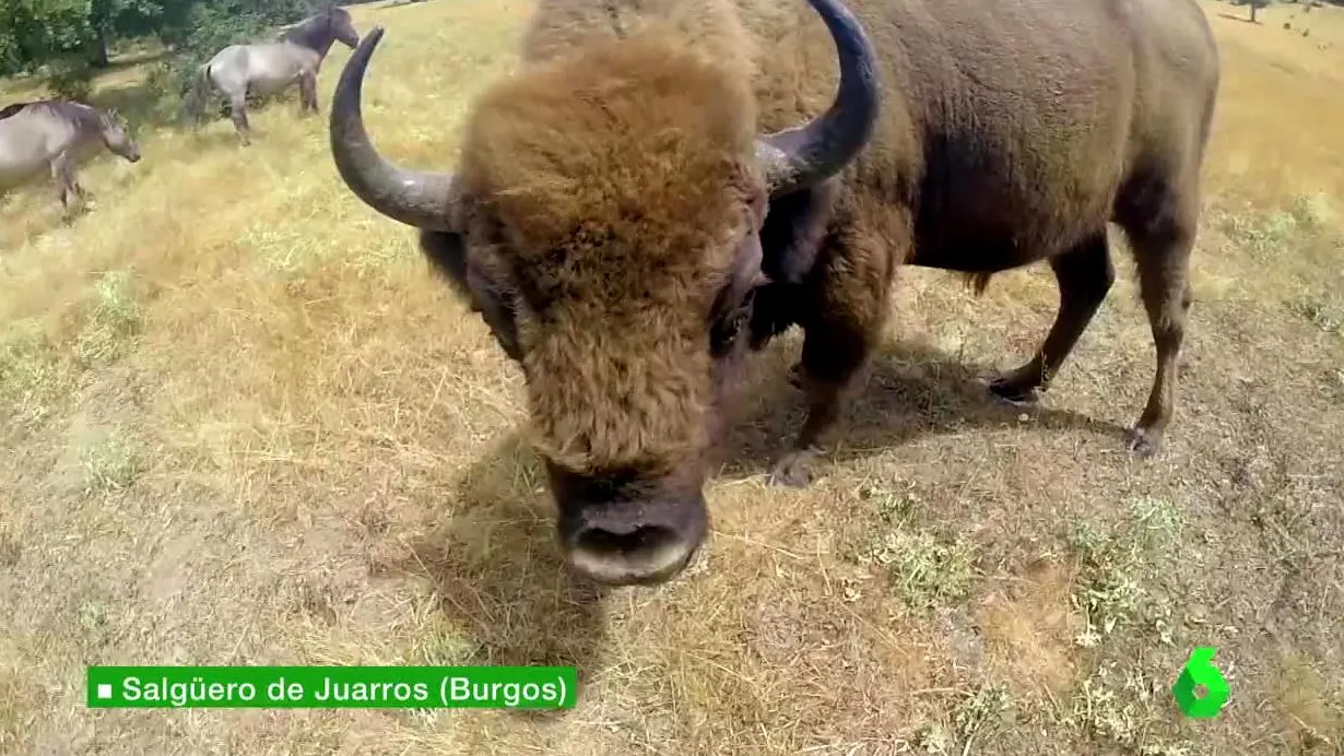 Animal de safari prehistórico