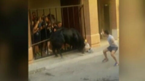 Un toro cornea a un hombre de 60 a&ntilde;os durante el festejo del 'Bou en Corda' de Tur&iacute;s, Valencia