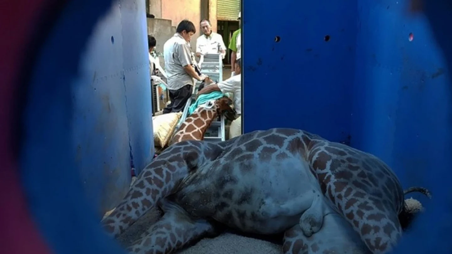 Jirafa muerta Jirafa muerta