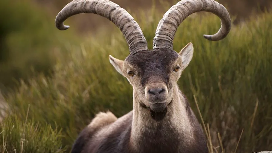 Una cabra de la sierra de Guadarrama